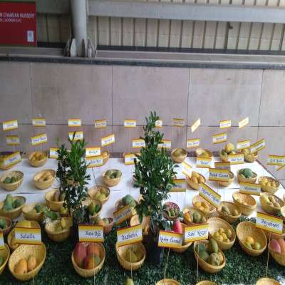 Mango Festival Sight Seeing Tour